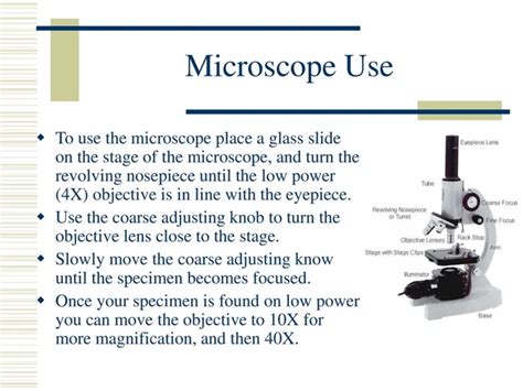 the naked eyes and famous|Why are microscopes important tools for scientists.